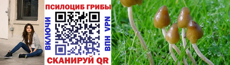 Псилоцибиновые грибы прущие грибы  Пугачёв 